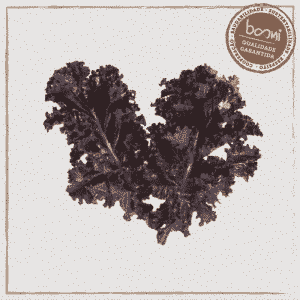 Couve kale roxa orgânica